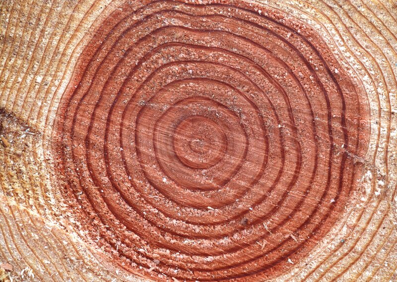 Tree Growth Rings — Brown, Neutral