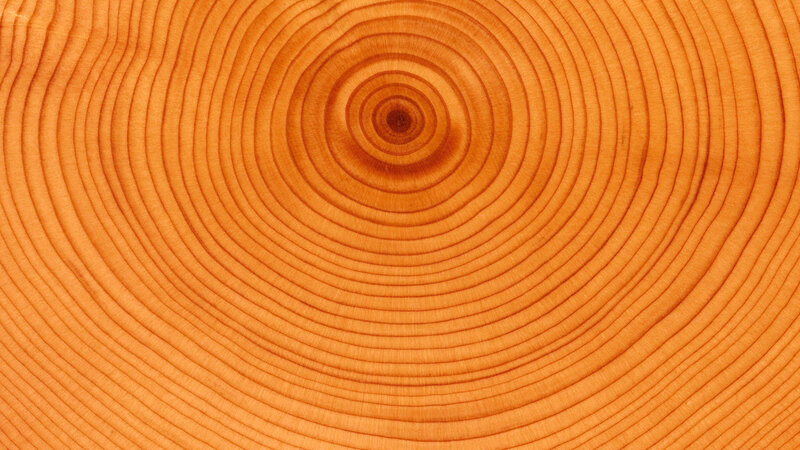Tree Growth Rings — Brown
