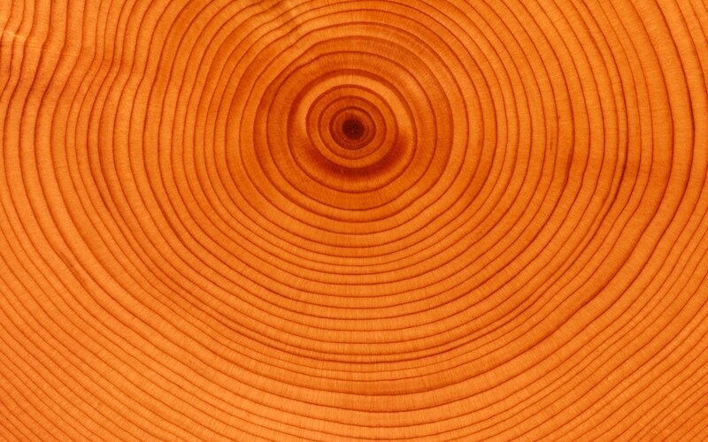 Tree Growth Rings — Orange, Calm