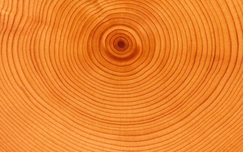 Tree Growth Rings — Orange