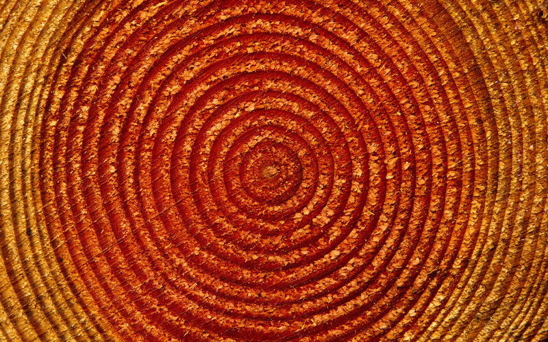 Tree Growth Rings