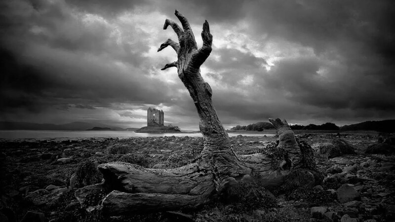 Tree Hand Reaching Sky