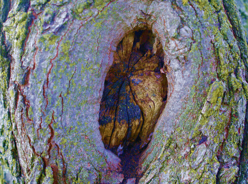 Tree Hollow with Moss