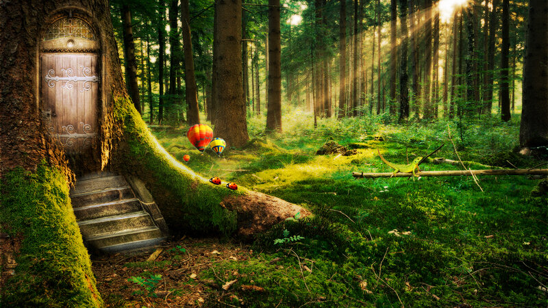 Tree House Door in Forest