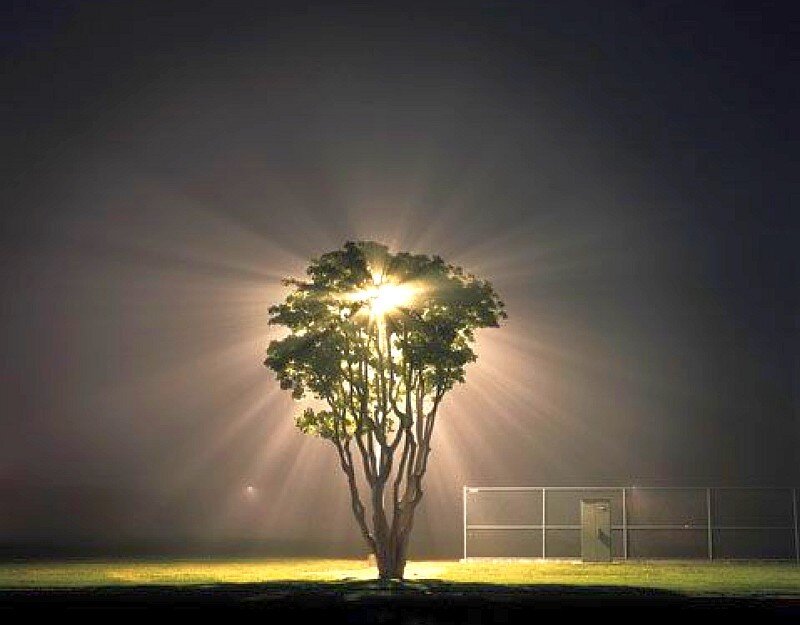 tree illuminated by light at night