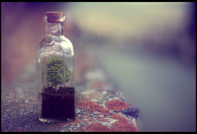 Tree in a Bottle