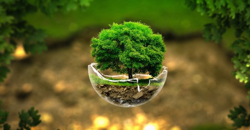 Tree in a Broken Sphere