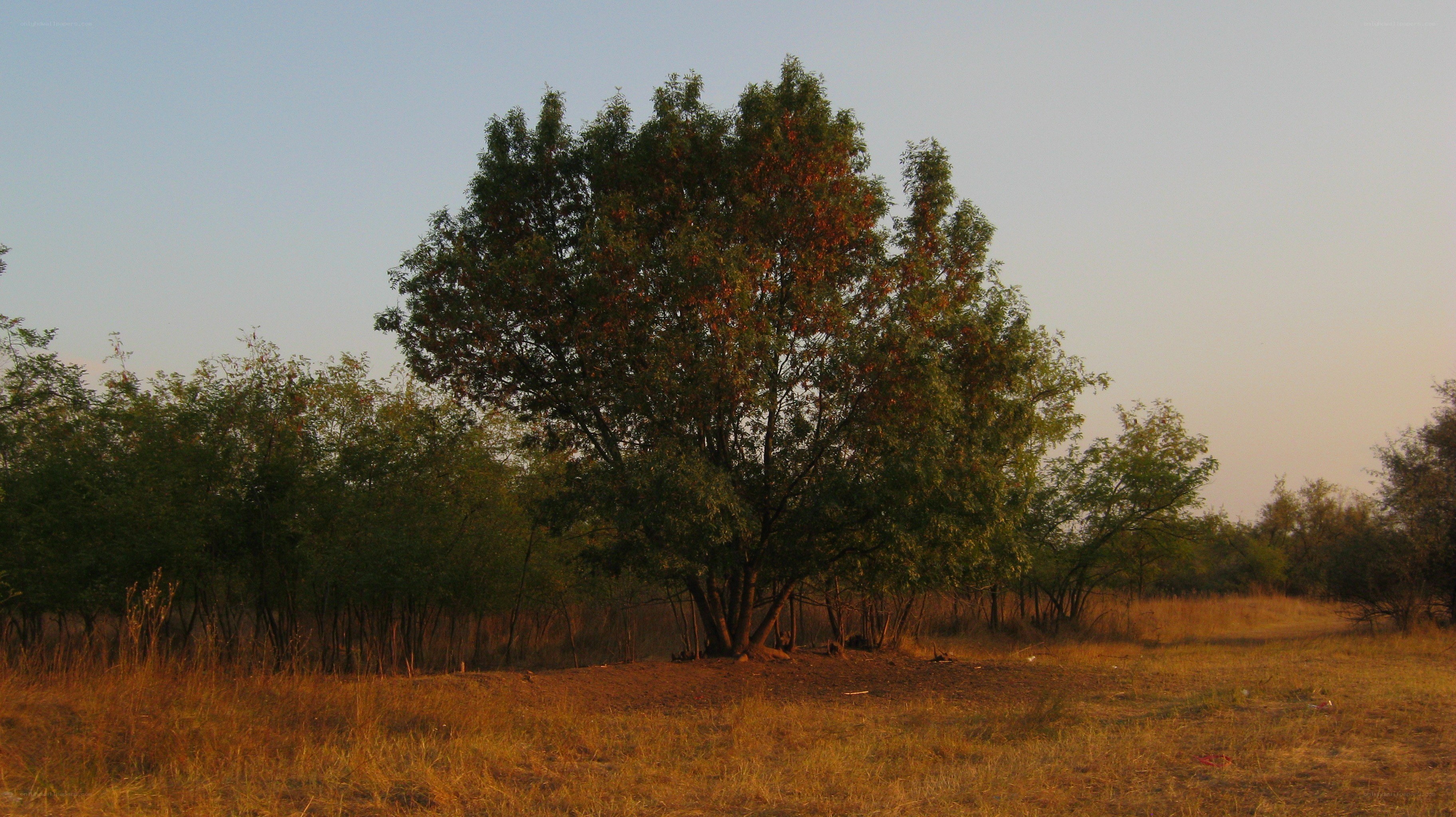 tree in a field at sunset