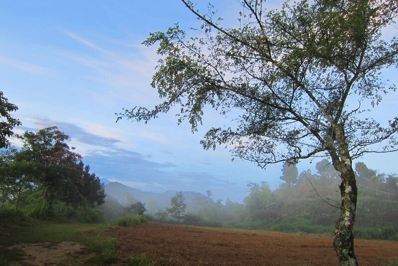 Tree in a Field — Blue, Serene