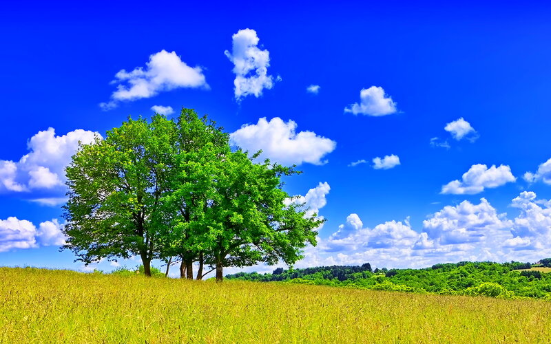 Tree in a Field — Blue