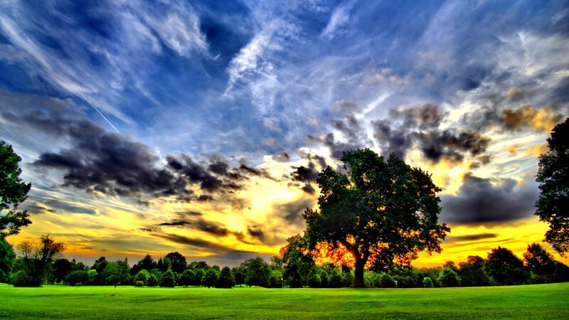 Tree in a Field — Green, Dramatic