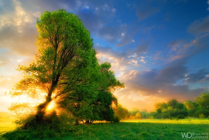 Tree in a Field — Green, Serene, Sunset