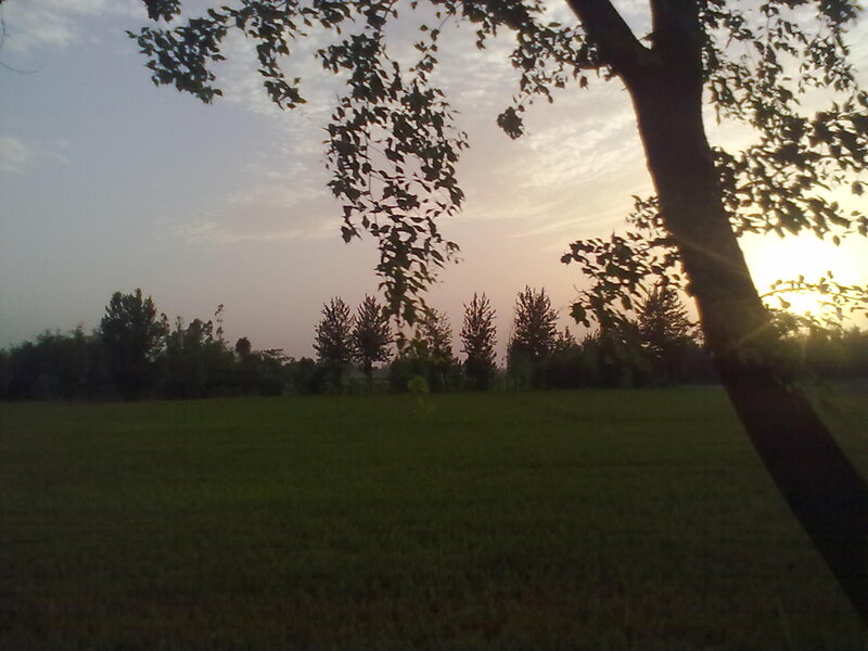 Tree in a Field — Green, Serene