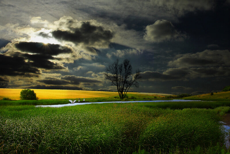 Tree in a Field — Green