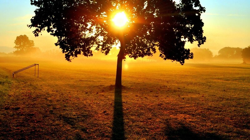 Tree in a Field — Yellow