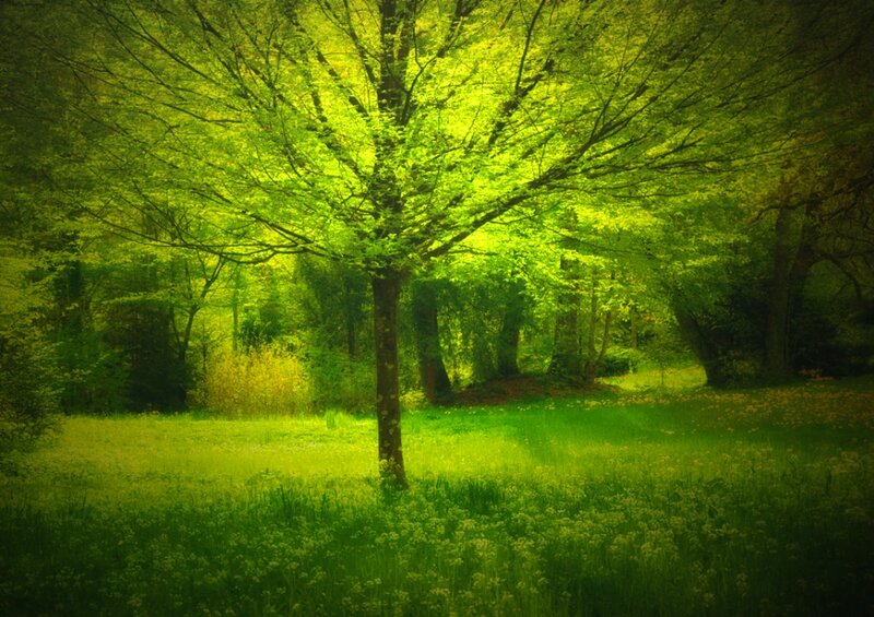 Tree in a Forest