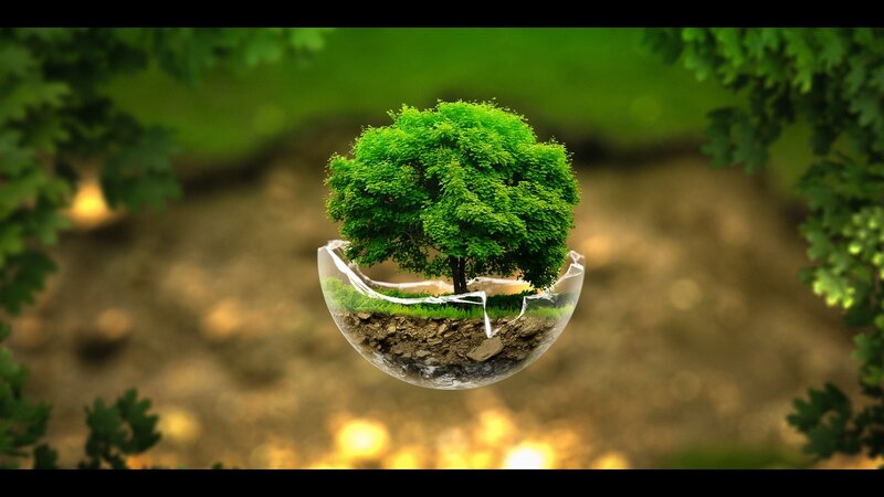 Tree in a Glass Sphere — Green, Serene