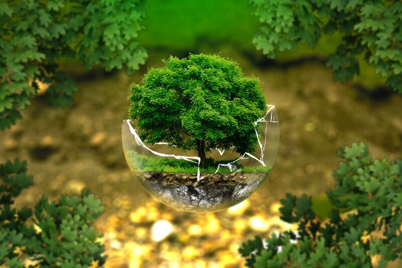 tree in a glass sphere