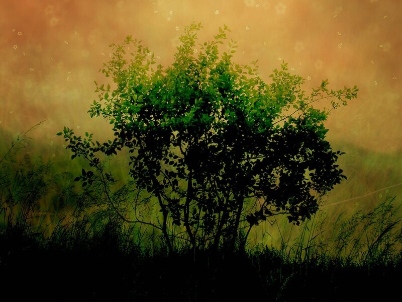 Tree in a golden field