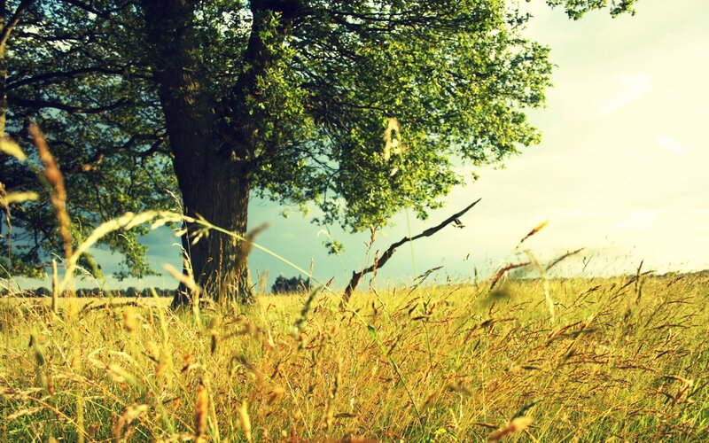 Tree in a Grassy Field — Green, Serene, Afternoon, Photograph, Grass, Sky