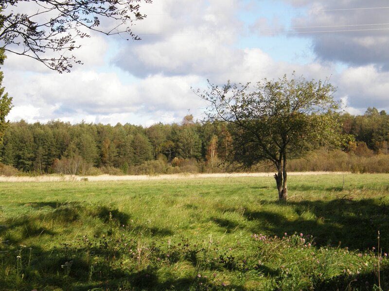 Tree in a Grassy Field — Green, Serene, Afternoon