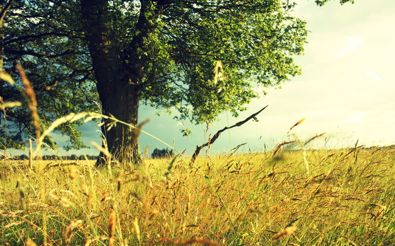 Tree in a Grassy Field — Green, Serene