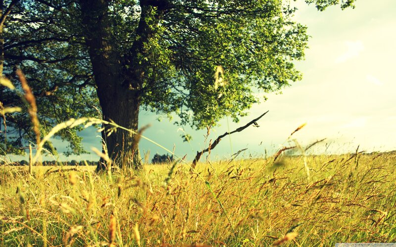 Tree in a Grassy Field — Green
