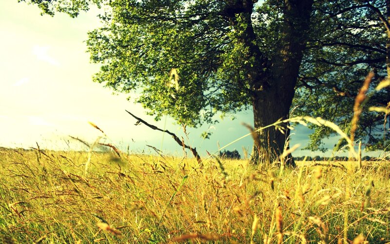 Tree in a Grassy Field — Serene