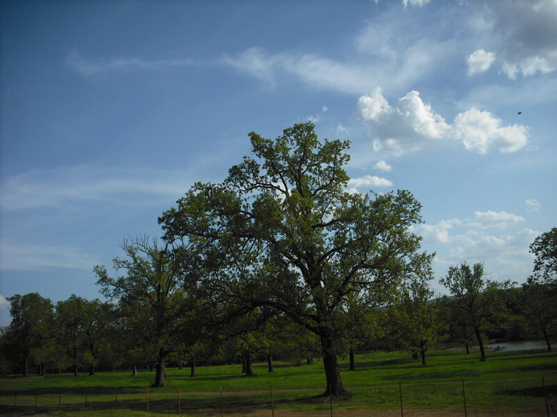 tree in a grassy field