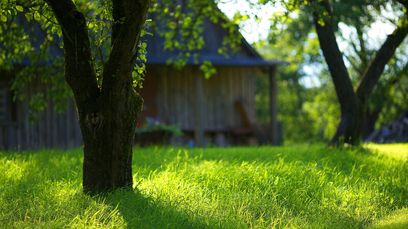 Tree in a Grassy Yard