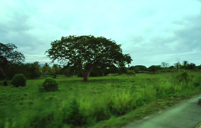 tree in a green field