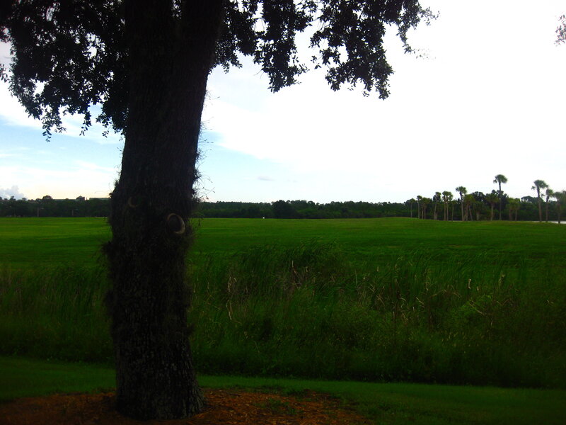 tree in a green field