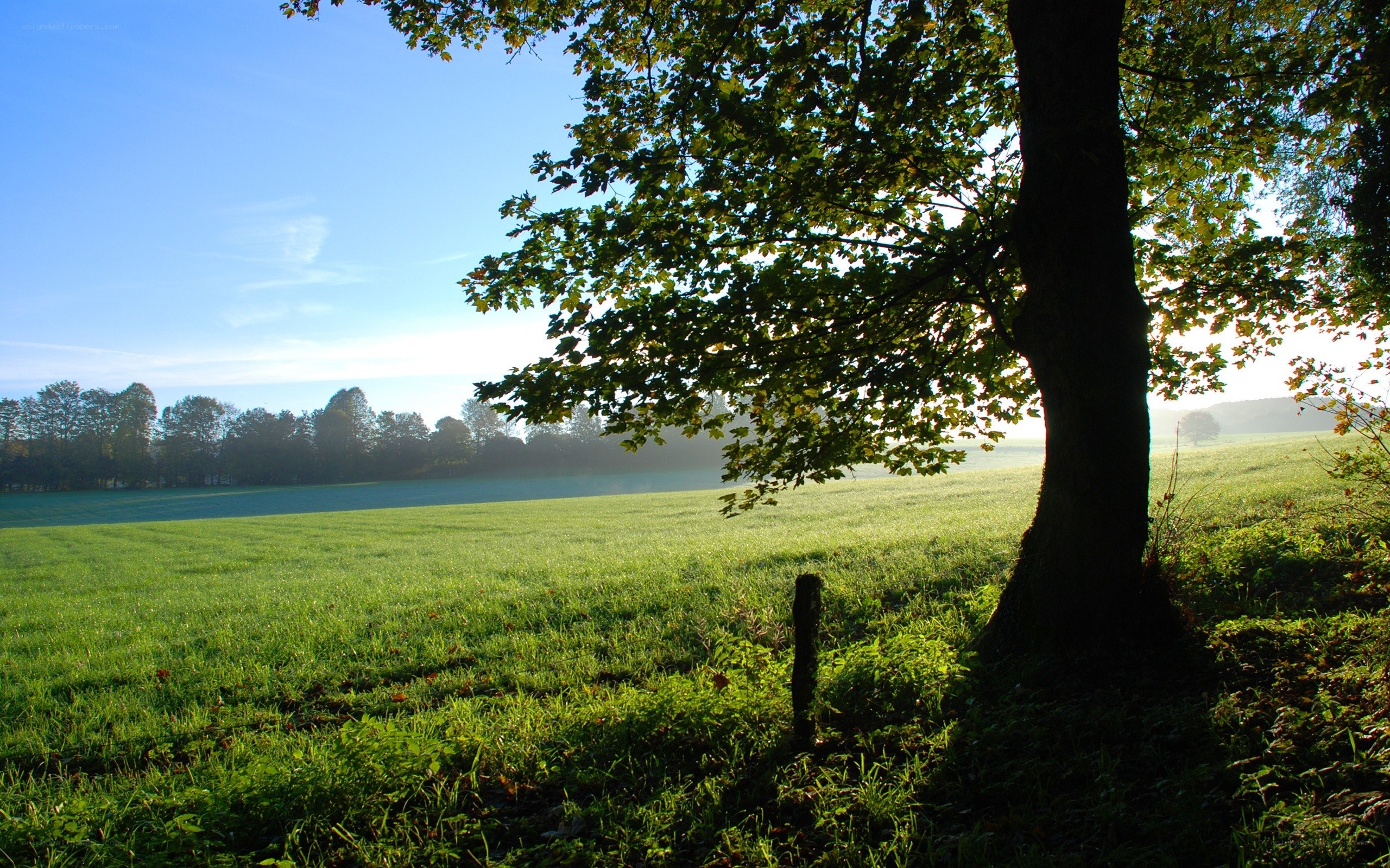 Tree in a green field