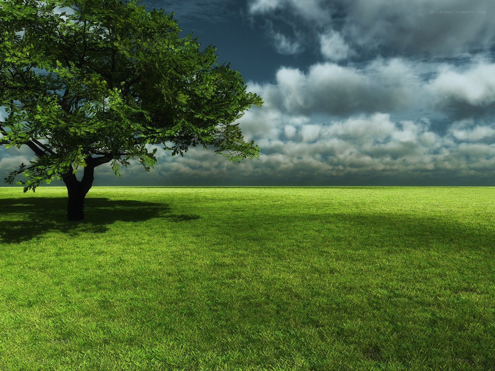 Tree in a green field