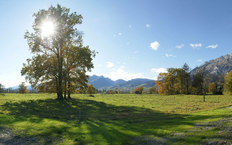 Tree in a Green Field — Serene