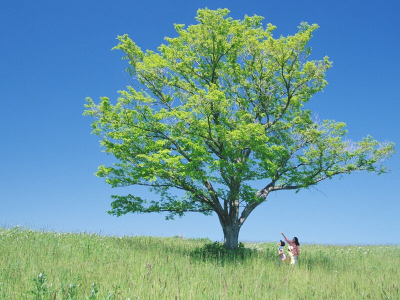 Tree in a green field