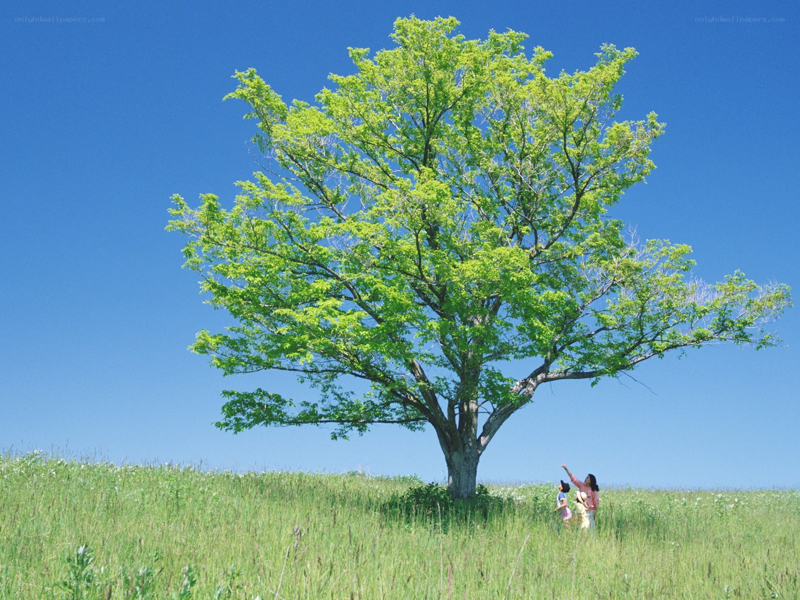 Tree in a green field