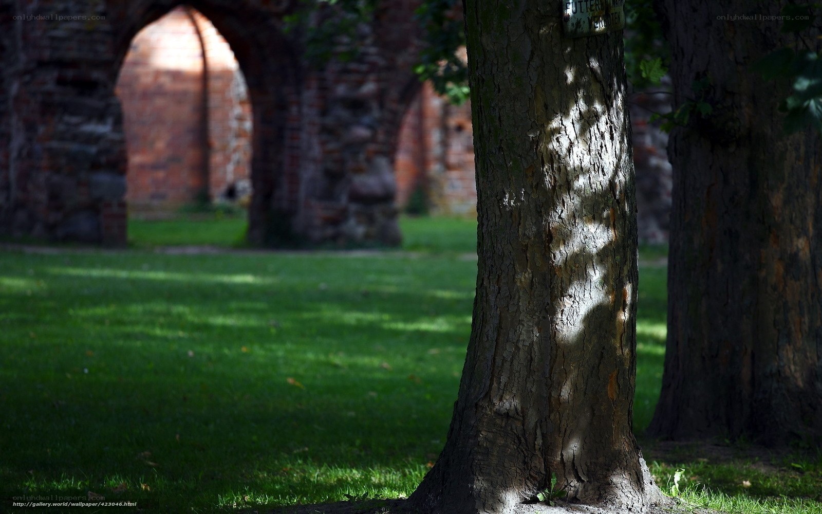 Tree in a historic ruin