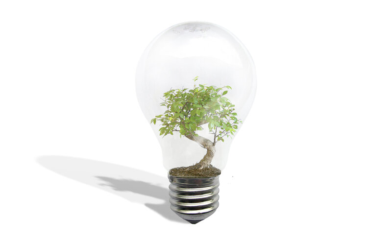 tree in a light bulb