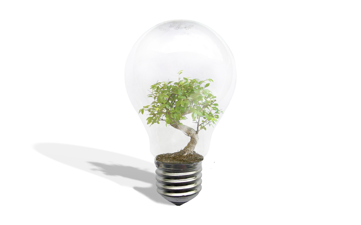 tree in a light bulb