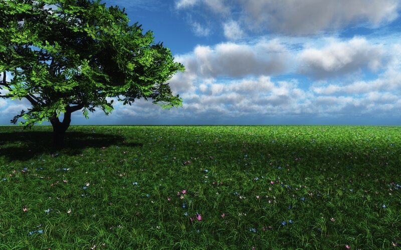 Tree in a Meadow