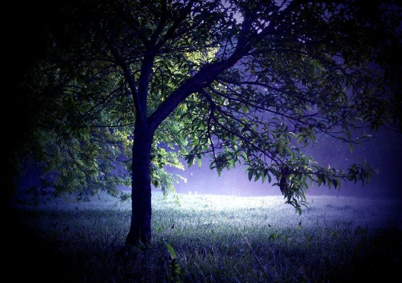 Tree in a misty field