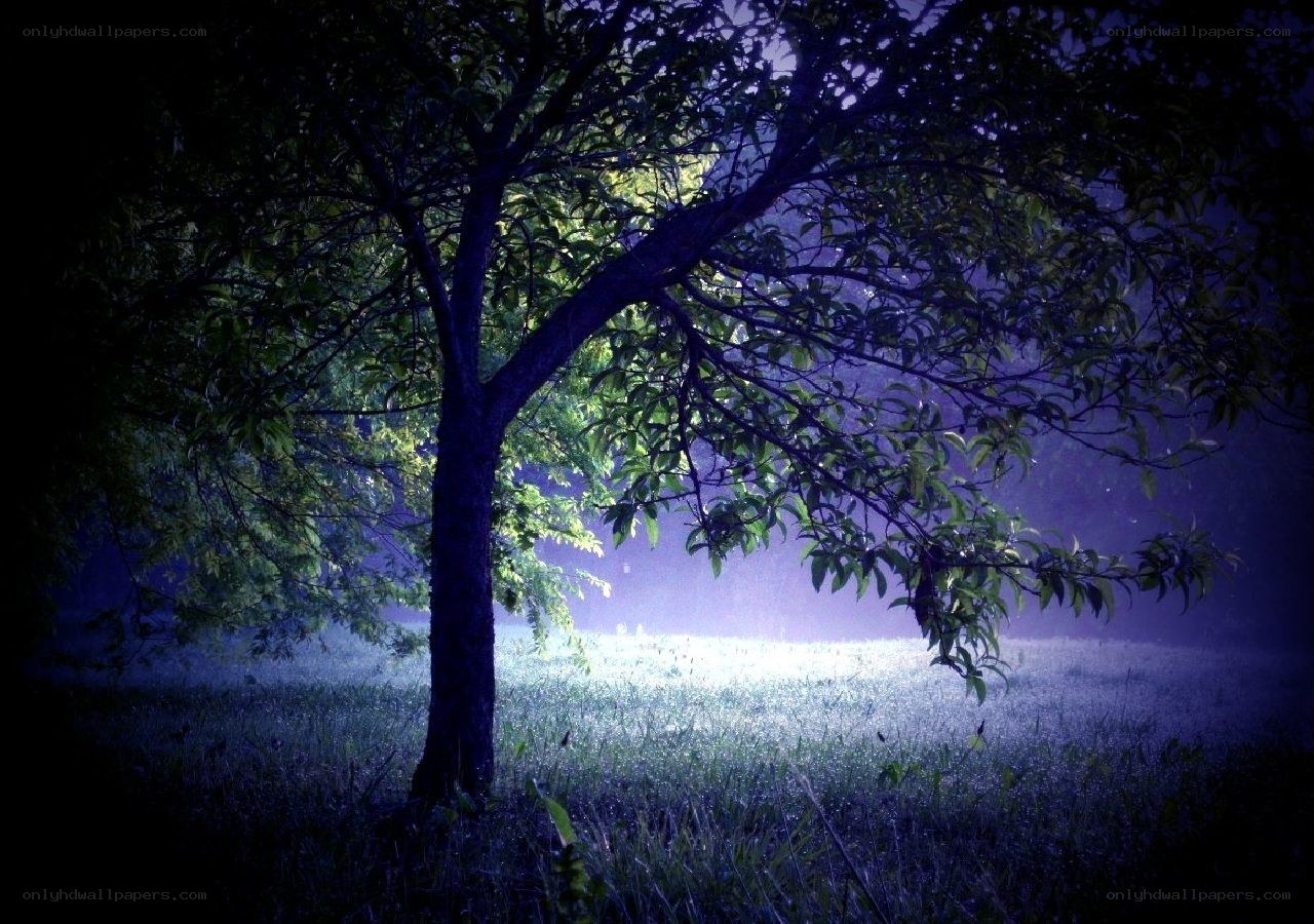 Tree in a misty field