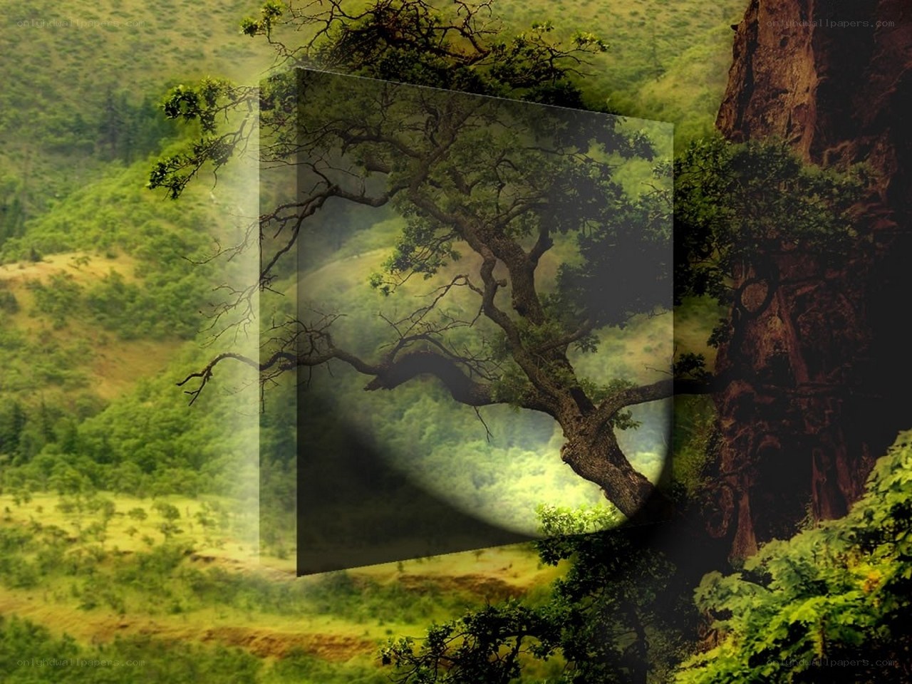 Tree in a misty valley