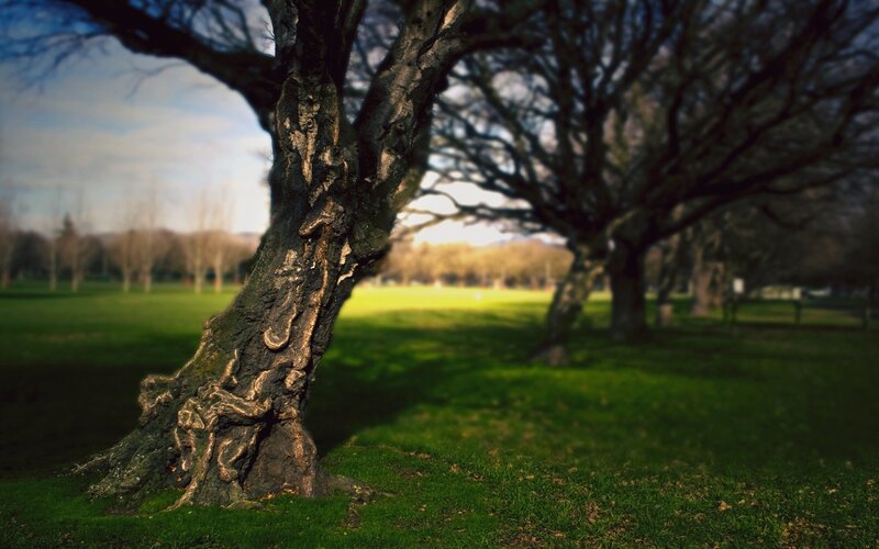 Tree in a Park — Green, Serene, Afternoon, Photograph