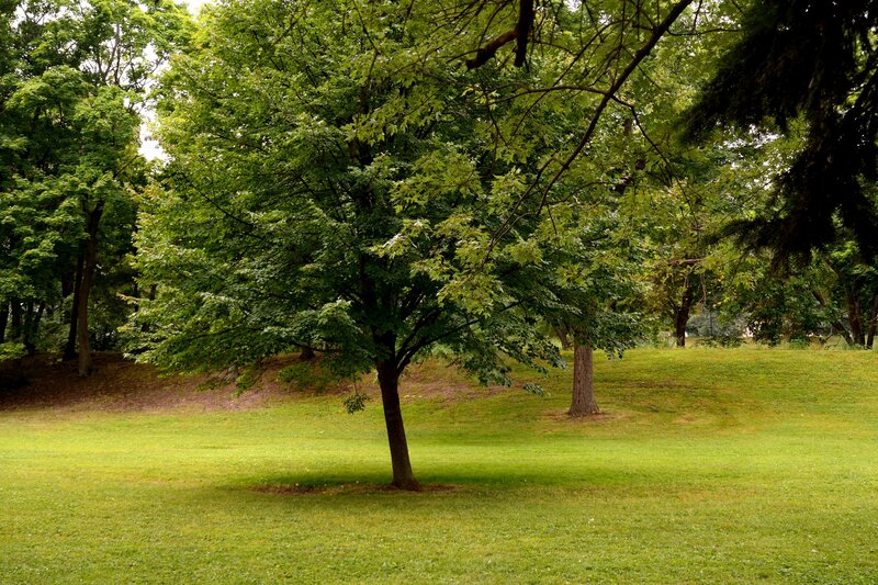 Tree in a Park — Green, Serene, Afternoon