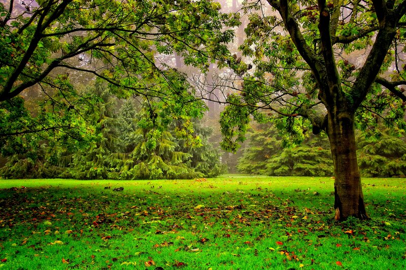 Tree in a Park — Green, Serene, Autumn