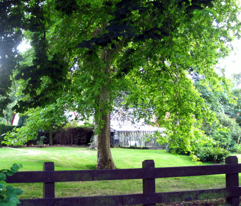 Tree in a Park — Green, Serene