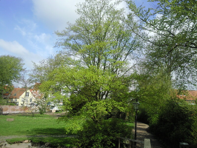 Tree in a park with houses