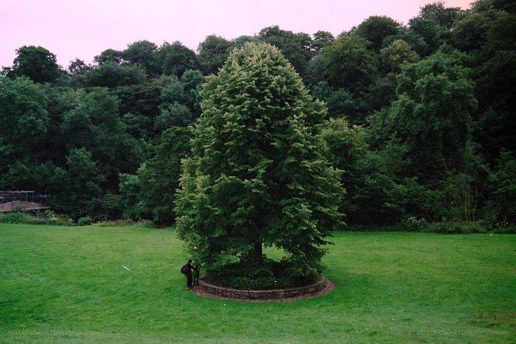 Tree in a park with people